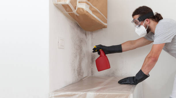 Basement Mold Remediation treatment on basement walls in New Hope